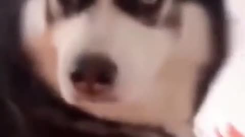 Funny dog video cute dogs video