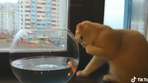 Funniest Animals Best Of The 2022 Funny Animal Videos