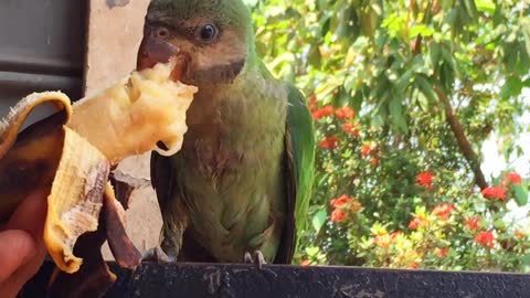 Budgies like to eat bananas