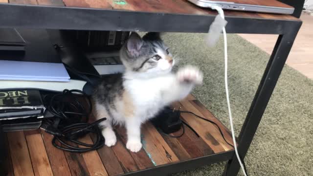 A Cute Kitten Playing With Wire Tape