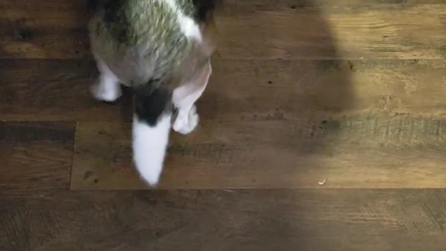 Cute Reaction Of Hungry Dog Searching Food