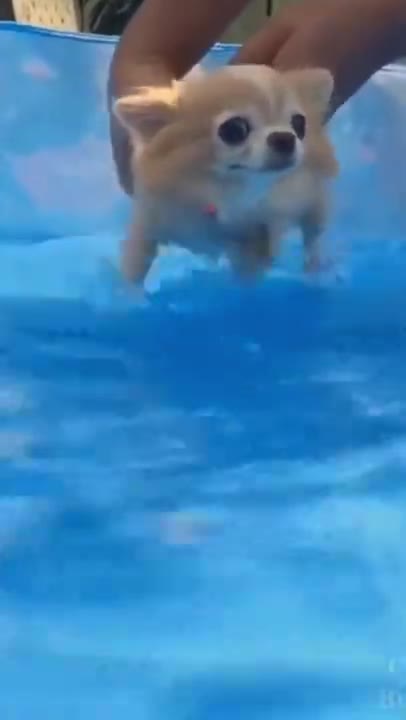 TRY NOT TO LAUGH_ how to swimming Funny Videos