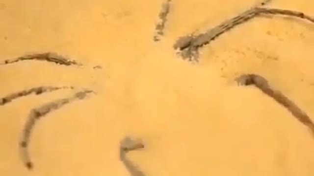 Six-Eyed Sand Spider Burying Herself (Sicarius hahni)