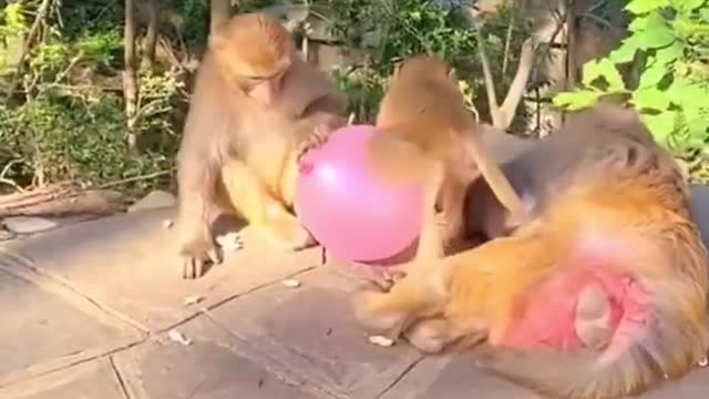 Monkey baby playing with bubble