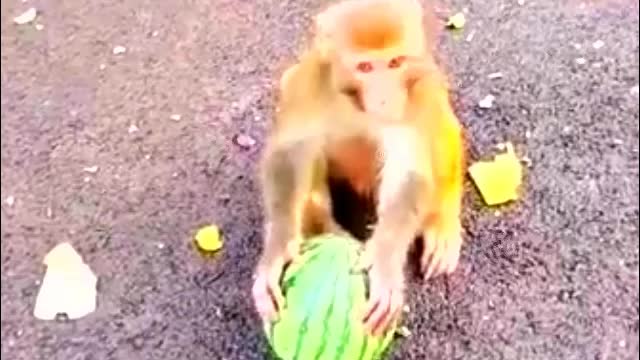 Funny Monkey Baby Eats Watermelon- Monkey Animals 046