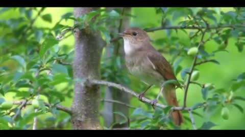 birds picking