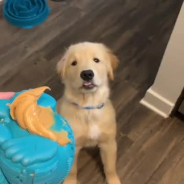 Puppy can't contain excitement for peanut butter treat