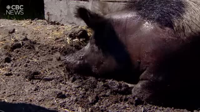 Muddy puddles to keep rescue farm animals cool and happy