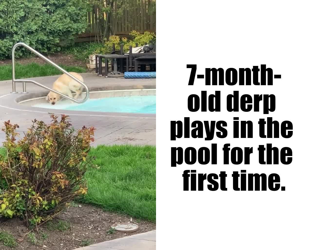 7-month old labrador plays in the pool for the first time.