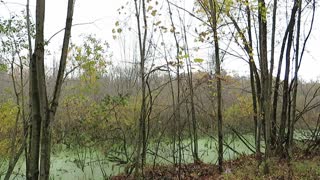 Swamp Singing Birds