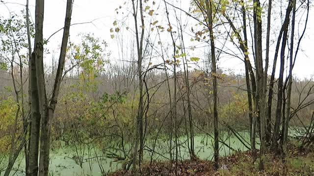 Swamp Singing Birds