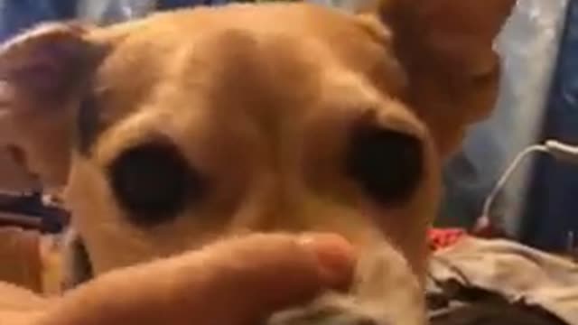 funny dog get angry but still funny