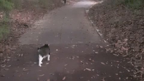 follow the cat