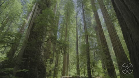 Redwoods 8k 60p HDR