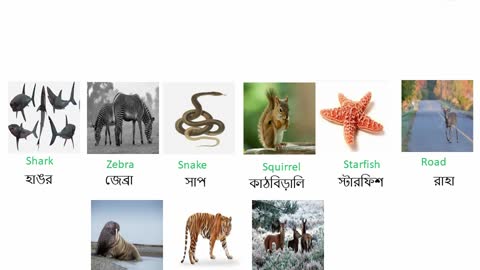 Types of animals in English