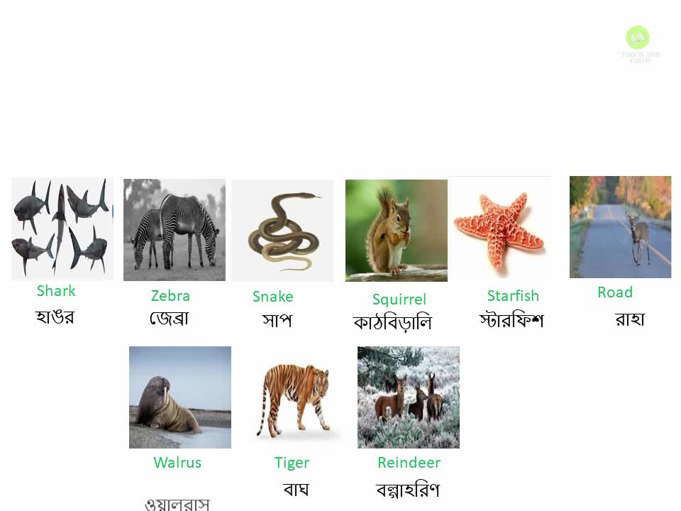 Types of animals in English