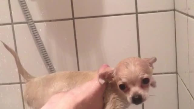 Chihuahua dog trying to swim in air in shower