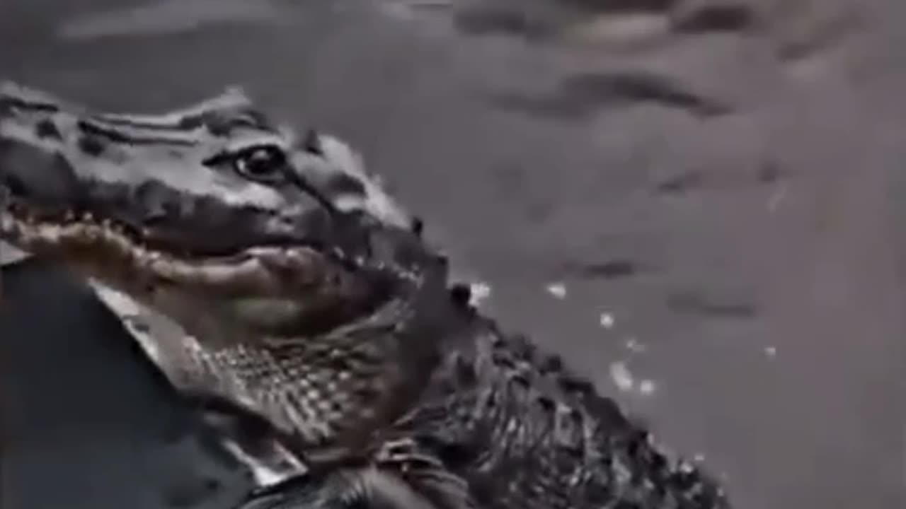 Funny Videos Compilation 52
