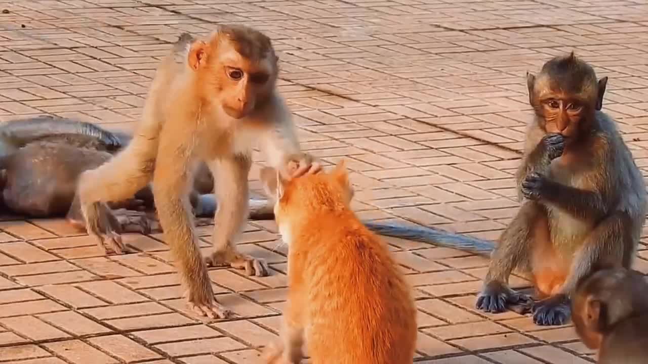 Funny video-Monkey fights with dog- funny video compilation