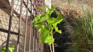 Grape Vine Bud break Update