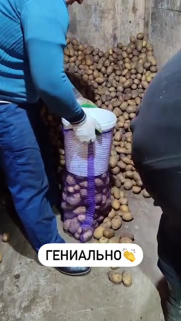 Loading potatoes into a bag in an ingenious way
