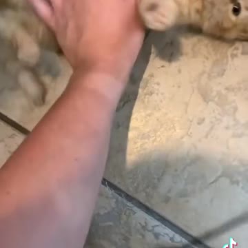 Cute little kitten 🐾😍