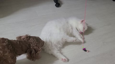 A fight between a dog and a cat.
