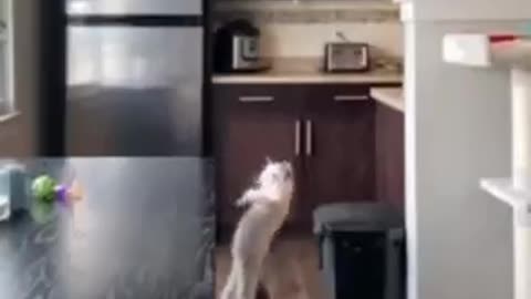 The flying cat - tremenda caída sufre un tierno gato