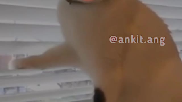 Funny cat 🐱 part 2