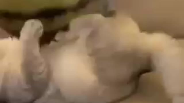 CAT DANCE . DEKHO