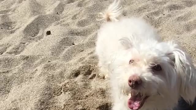 Slow motion video white dog at beach playing in sand jumps at camera