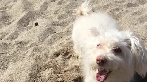 Slow motion video white dog at beach playing in sand jumps at camera