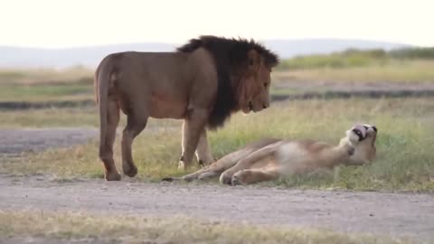 What happens when Lion mets with tiger