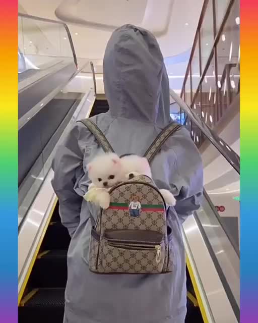 Funny and Cute Dog Video Compilation,🐕🐕_02 _#short