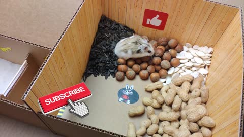 Hamster escapes the awesome maze for pets in real life