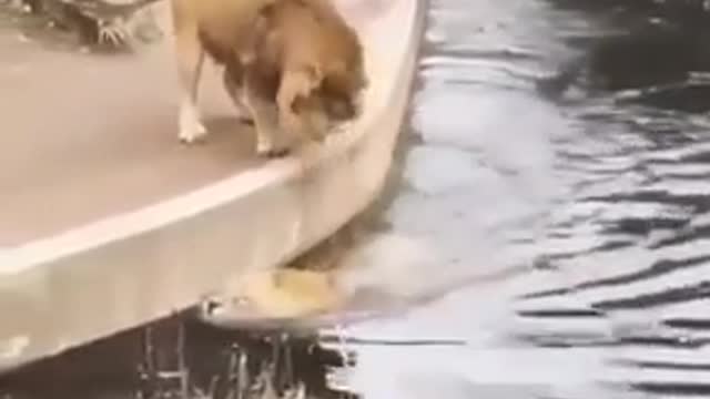 New Two Lion animal Funny Video..😂