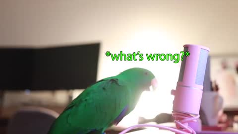 The talking parrot speaks into the microphone fluently