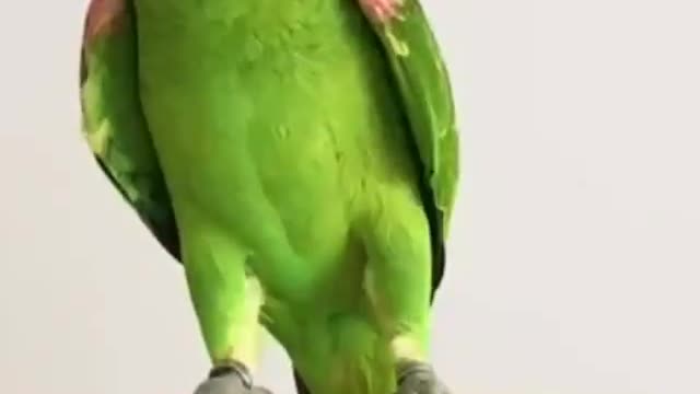 singing parrot