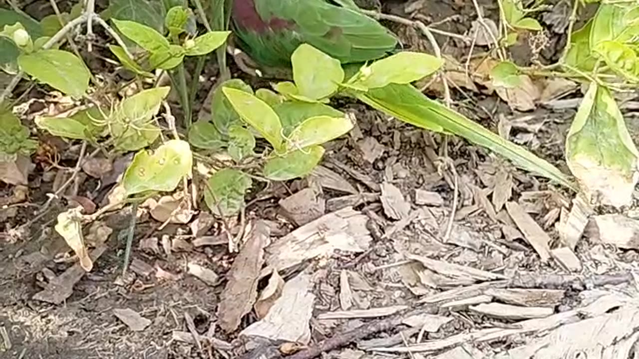 Green Ring neck parrot