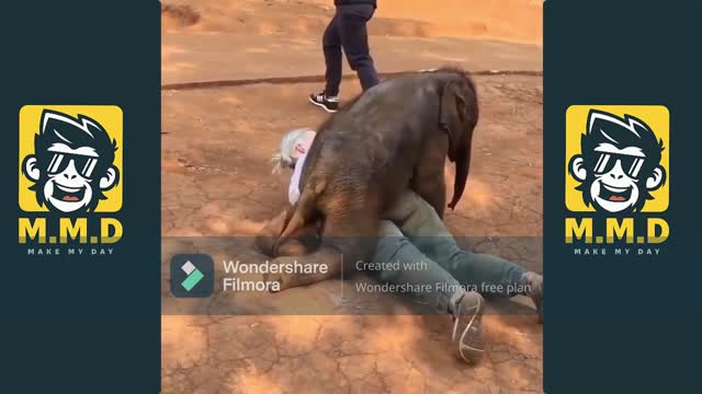 Funny Baby Elephant Encounter 2021