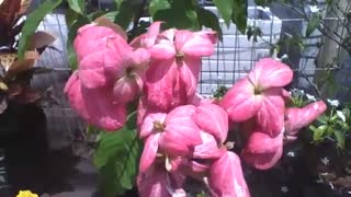 Beautiful pink mussaenda flowers, are very beautiful and charming! [Nature & Animals]