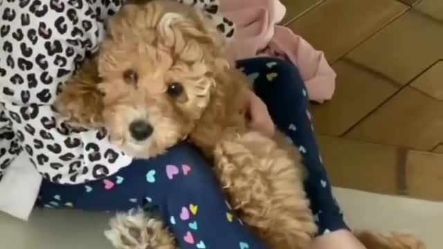 When someone says😅😅||Dog life