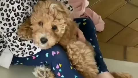 When someone says😅😅||Dog life