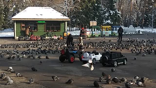 communication with pigeons