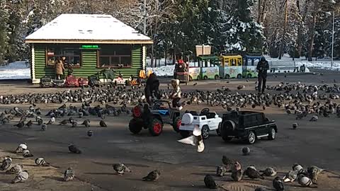 communication with pigeons