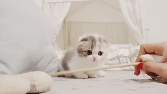 Playing with cat