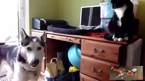 Dogs and Cats meeting for the first time an incredible moment.