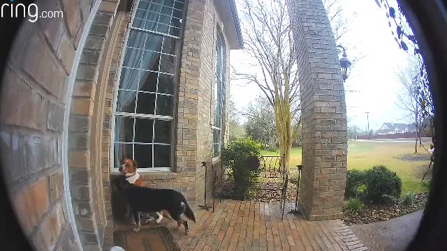 Family Dogs Learn to Use Doorbell to Get Owner’s Attention