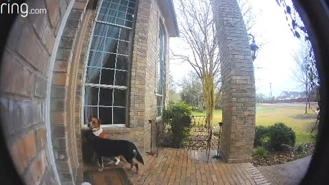 Family Dogs Learn to Use Doorbell to Get Owner’s Attention