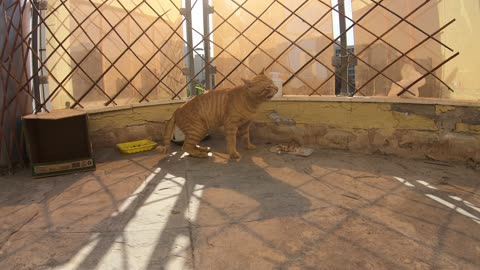 Homeless cats in UAE, Ras Al Khaimah: ED SHEERAN & MICHAEL JACKSON #cats #MichaelJackson #EdSheeran